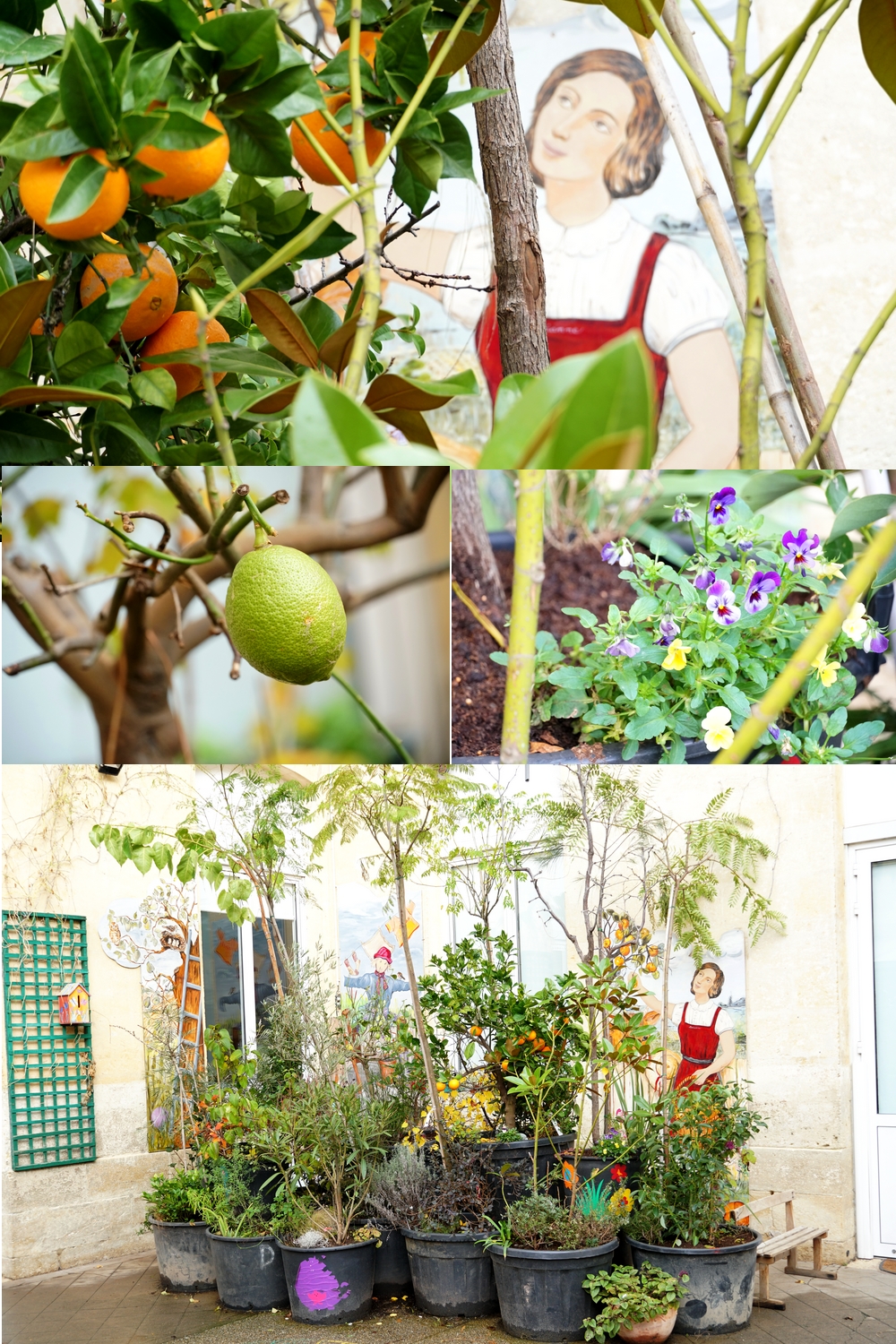 Un jardin dans la cour